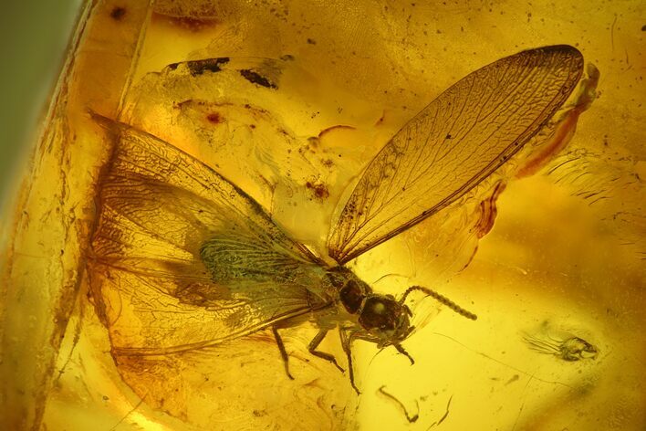 Detailed Fossil Winged Termite (Isoptera) In Baltic Amber #173713